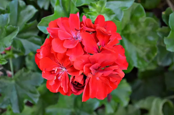 Rode geraniums in de tuin. — Stockfoto