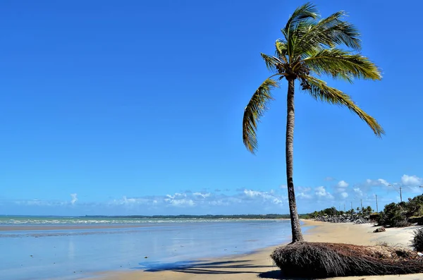 Coco junto ao mar em dia ensolarado e céu azul na praia de Porto Seguro, Bahia, Brasil — Fotografia de Stock