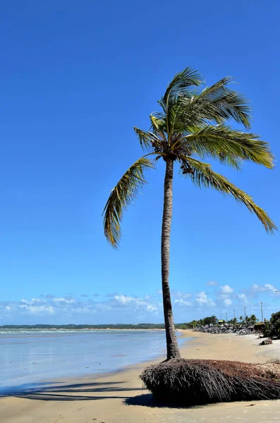 Coco junto ao mar em dia ensolarado e céu azul na praia de Porto Seguro, Bahia, Brasil — Fotografia de Stock