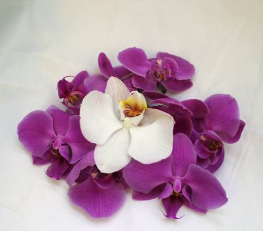 Beyaz ve mor orkide çiçek