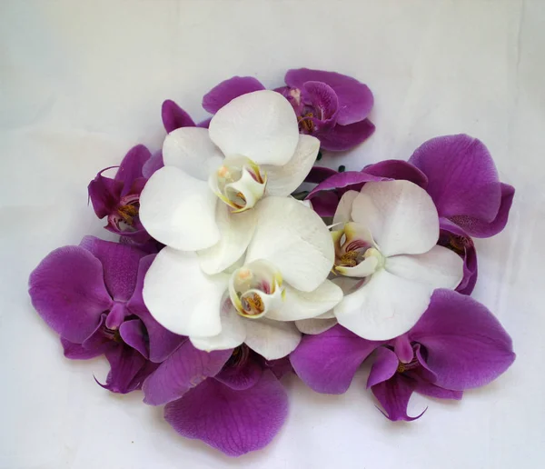 White Purple Orchid Flowers — Stock Photo, Image
