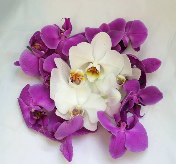 Flores Orquídea Blanca Púrpura — Foto de Stock