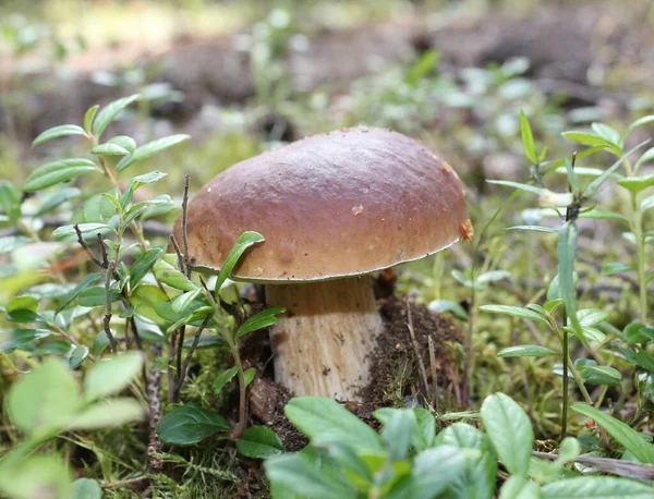 Ormanda boletus mantarı