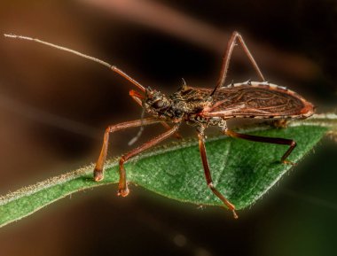 Yan kırmızı çiçek