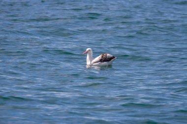 Bir Albatros tur Kaikoura Yeni Zelanda'da bir balina buldum
