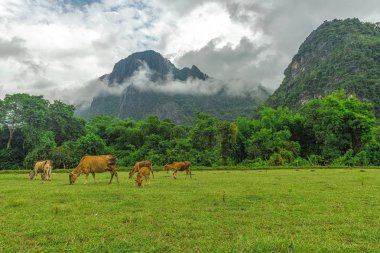 İnek inek çiftliği vang vieng Laos içinde ot yiyor