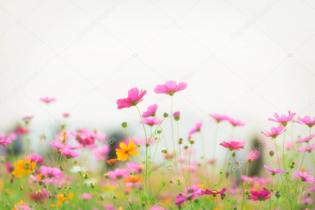 Landscape of nature background and beautiful pink and red cosmos flower field with sunset. vintage color tone