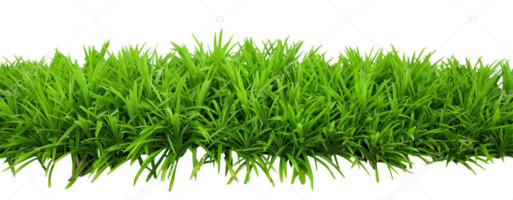 Green bush leaves isolated on white background with clipping path included