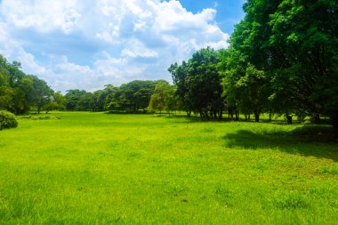 Yeşil çayırlar ve ormanlar, parlak gökyüzü ve bulutları olan büyük ağaçlar..
