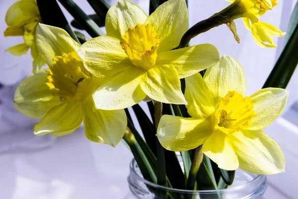 pictured in the photo Yellow daffodil flowers in vase on the table