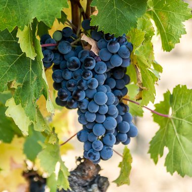 Toskana, üzüm hasat için hazır.