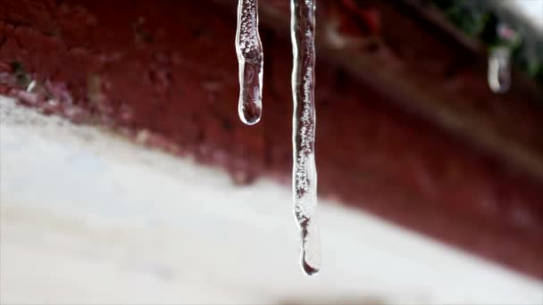 Close-up smelten ijspegels — Stockvideo