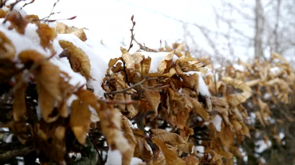 Листя осінь зима — стокове відео