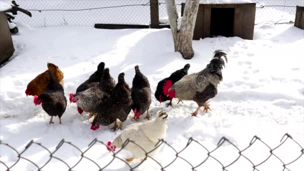 Pollos caminando sobre la nieve — Vídeo de stock