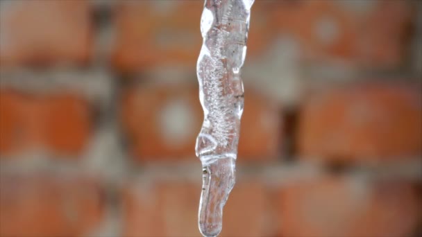 Close-up smelten ijspegels — Stockvideo