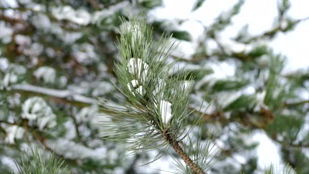 Close-up van boom dennenappels in winterweer — Stockvideo