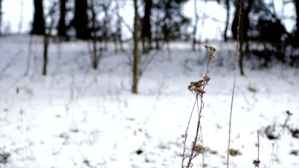 Сухая трава зимой — стоковое видео