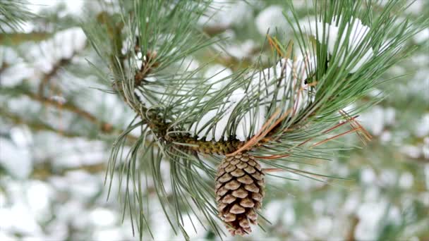 Primer plano Conos de pino en invierno — Vídeos de Stock