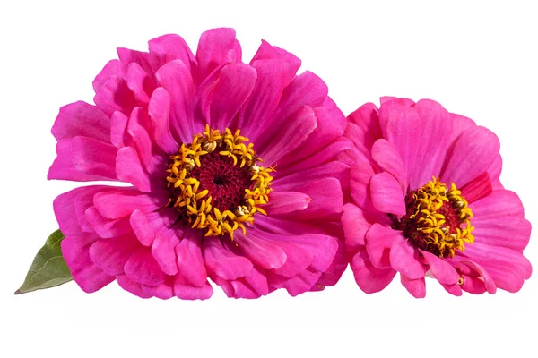 Flowers of pink zinnia isolated on white background — Stock Photo, Image