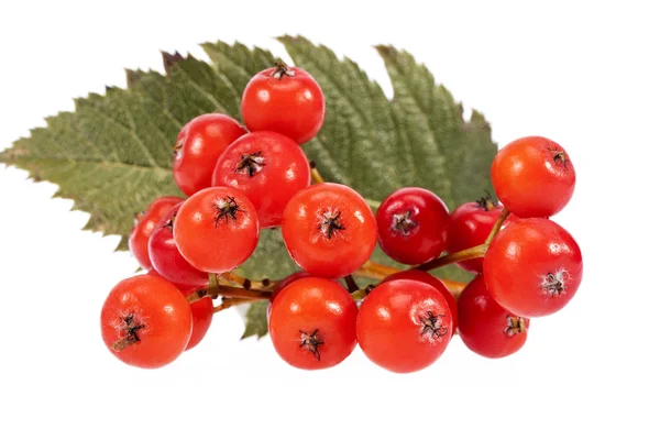 Frutos rojos de serbal aislados sobre fondo blanco — Foto de Stock