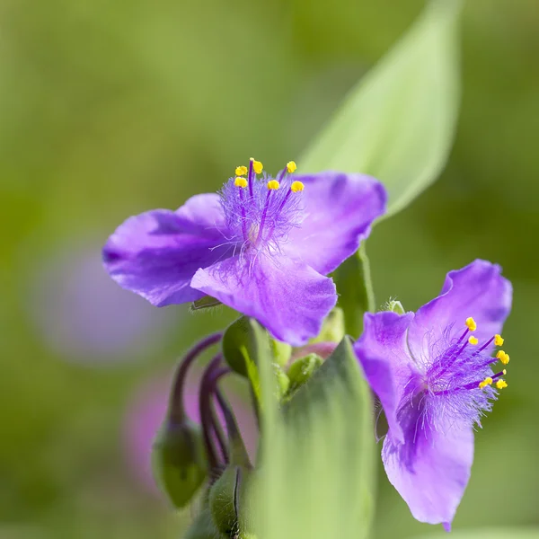 Ιώδη λουλούδια της Tradescantia virginiana στον κήπο — Φωτογραφία Αρχείου