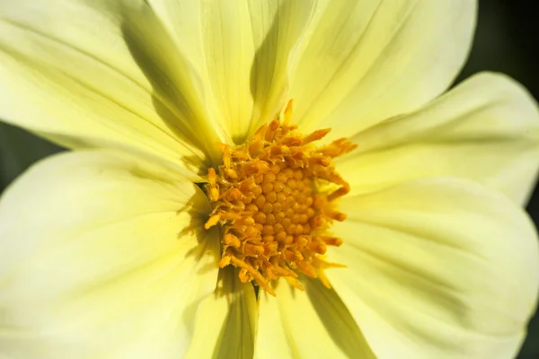 Φθινοπωρινό λουλούδι κίτρινο Zinnia elegans, κοντινό πλάνο — Φωτογραφία Αρχείου
