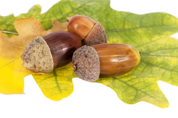 Желуди на дубовых листьях осеннего цвета, крупным планом — стоковое фото