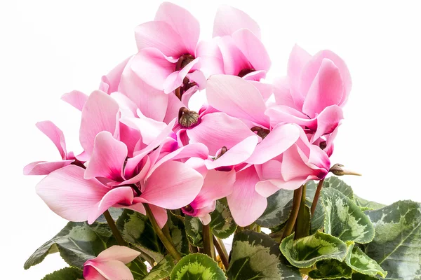 Flowers of pink cyclamen isolated on white background — Stock Photo, Image