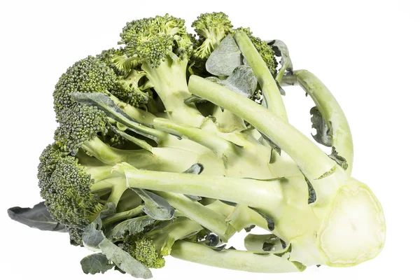 Single fresh green broccoli  isolated on white background — Stock Photo, Image