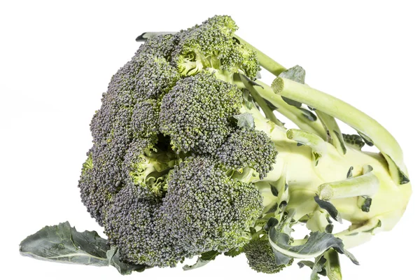 Single fresh green broccoli  isolated on white background — Stock Photo, Image