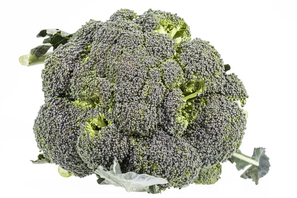 Single fresh green broccoli  isolated on white background — Stock Photo, Image