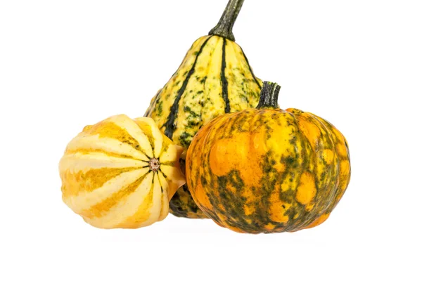 Hortalizas de calabaza decorativas aisladas sobre fondo blanco — Foto de Stock