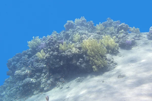 Arrecife de coral en el fondo del mar tropical, bajo el agua — Foto de Stock