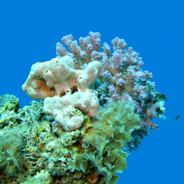 Coral reef on a background of blue water, underwater — ストック写真