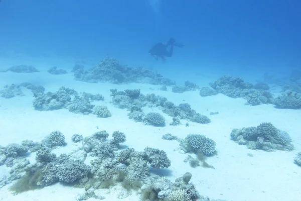 Mercan ve dalgıç, sualtı tropikal Deniz dibinde — Stok fotoğraf