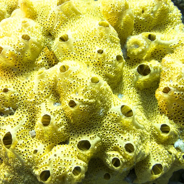 Récif corallien avec grande éponge de mer jaune en mer tropicale, sous l'eau — Photo