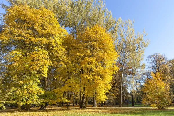 Autunno nel parco, alberi colorati — Foto Stock