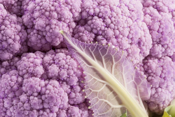 Background of pink cauliflower, close up — Stock Photo, Image