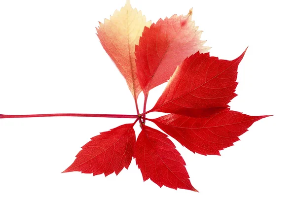 Leaf of parthenocissus in autumnal colors on white background — Stock Photo, Image