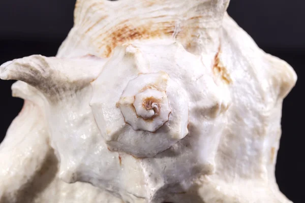 Concha de mar única de caracol marino sobre fondo blanco, de cerca — Foto de Stock