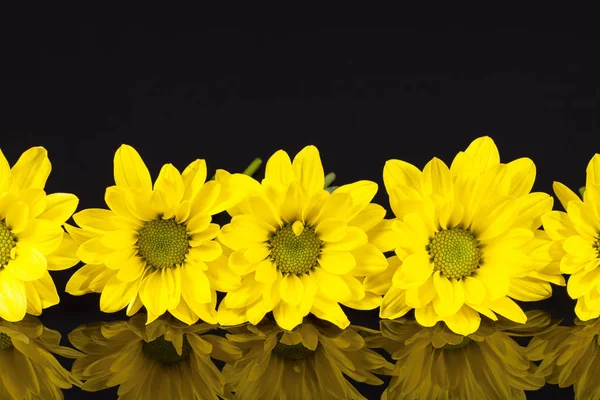 Virágok sárga marguerite-fekete háttér — Stock Fotó