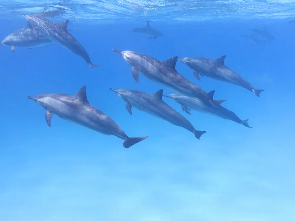 Group of dolphins in tropical sea, underwater — Stock Photo, Image