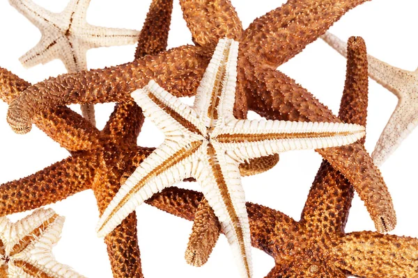 Some sea stars on white background. — Stock Photo, Image