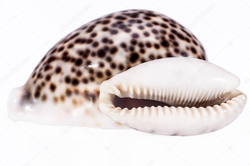 sea shells of tiger cowry isolated on white background