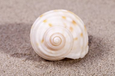 Single sea shell of marine snail lying on the sand, close up clipart