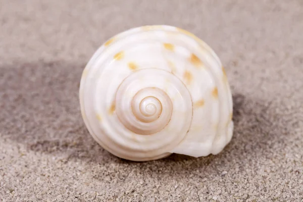 Einzelnes Meeresschneckenhaus auf dem Sand liegend, aus der Nähe — Stockfoto