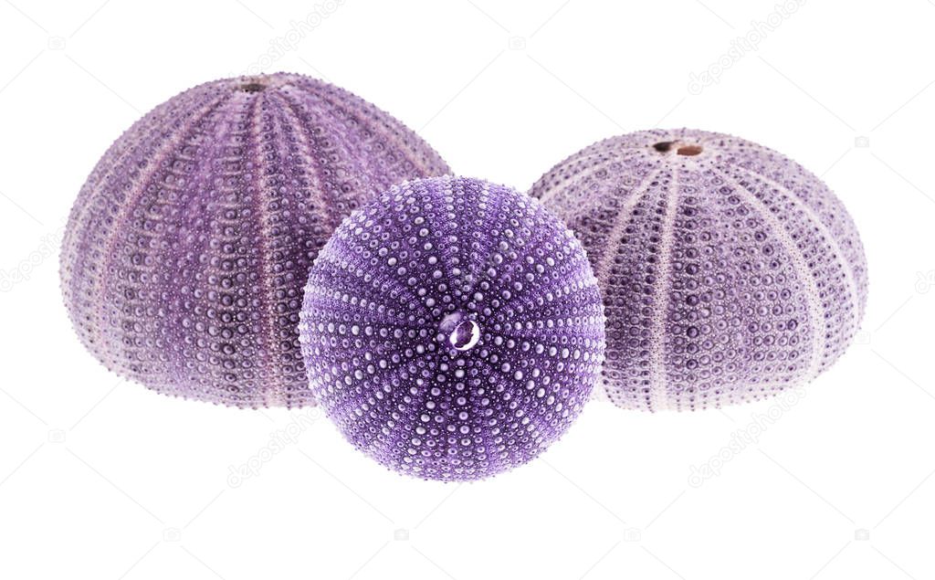 Violet sea shells of Sea Urchin isolated on white background