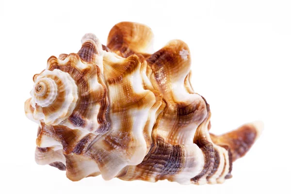 Concha de mar única de concha de caballo aislada sobre fondo blanco —  Fotos de Stock