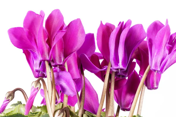 Flowers of blooming  pink cyclamen on white background — Stock Photo, Image