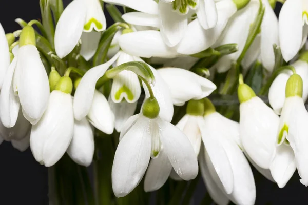 Bouquet of white flowers of snowdrops  isolated on black background — Stock Photo, Image